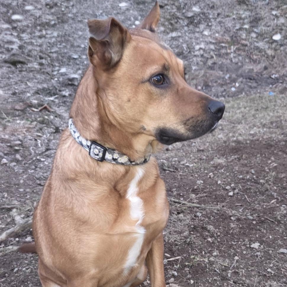 Enlarge Nola, an adopted mixed breed in Roanoke, VA image 3/4
