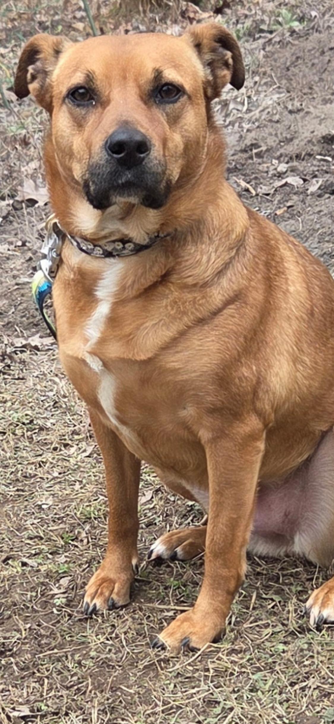 Enlarge Nola, an adopted mixed breed in Roanoke, VA image 2/4