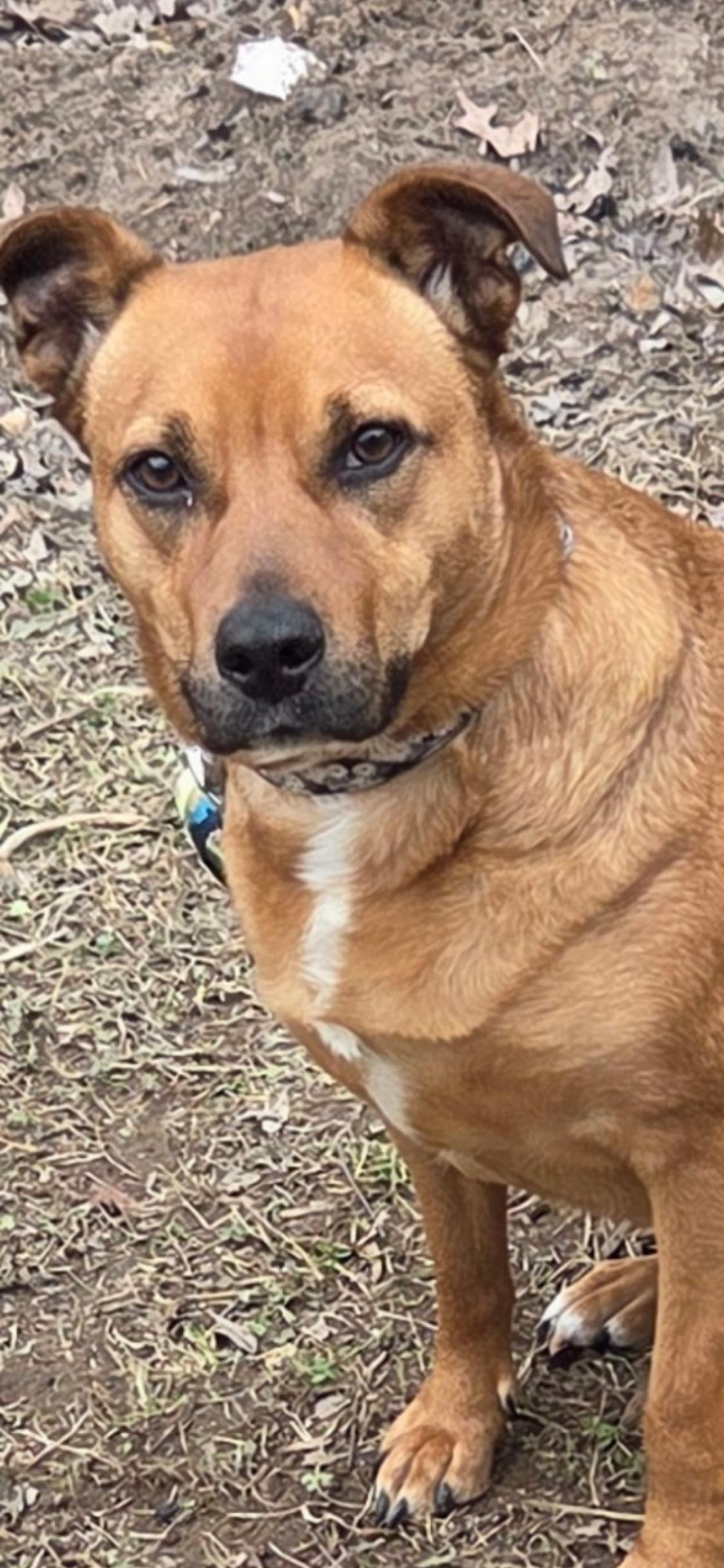 Enlarge Nola, an adopted mixed breed in Roanoke, VA image 4/4