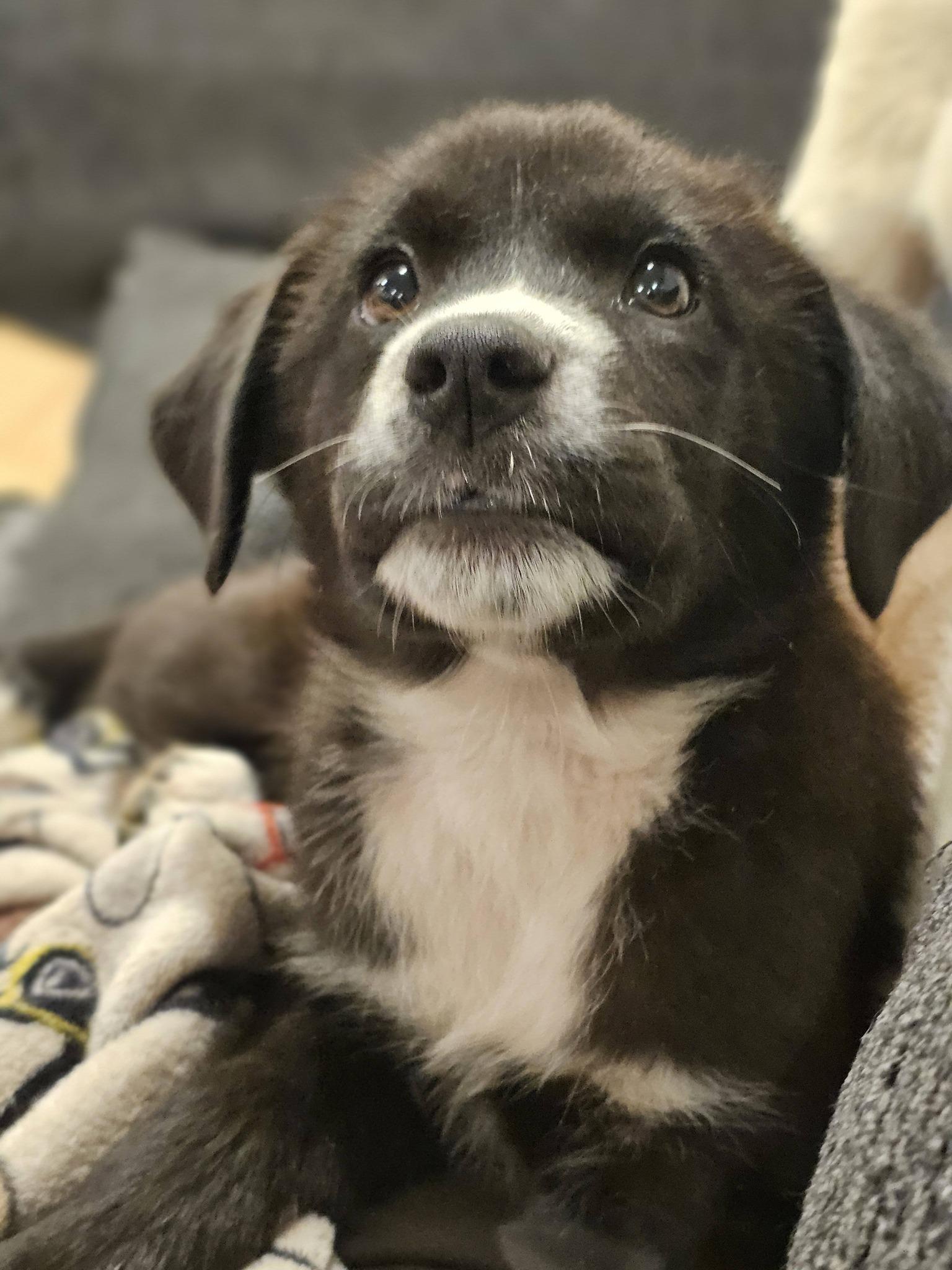 Alani, ADOPTABLE, Puppy Female Black Labrador Retriever.