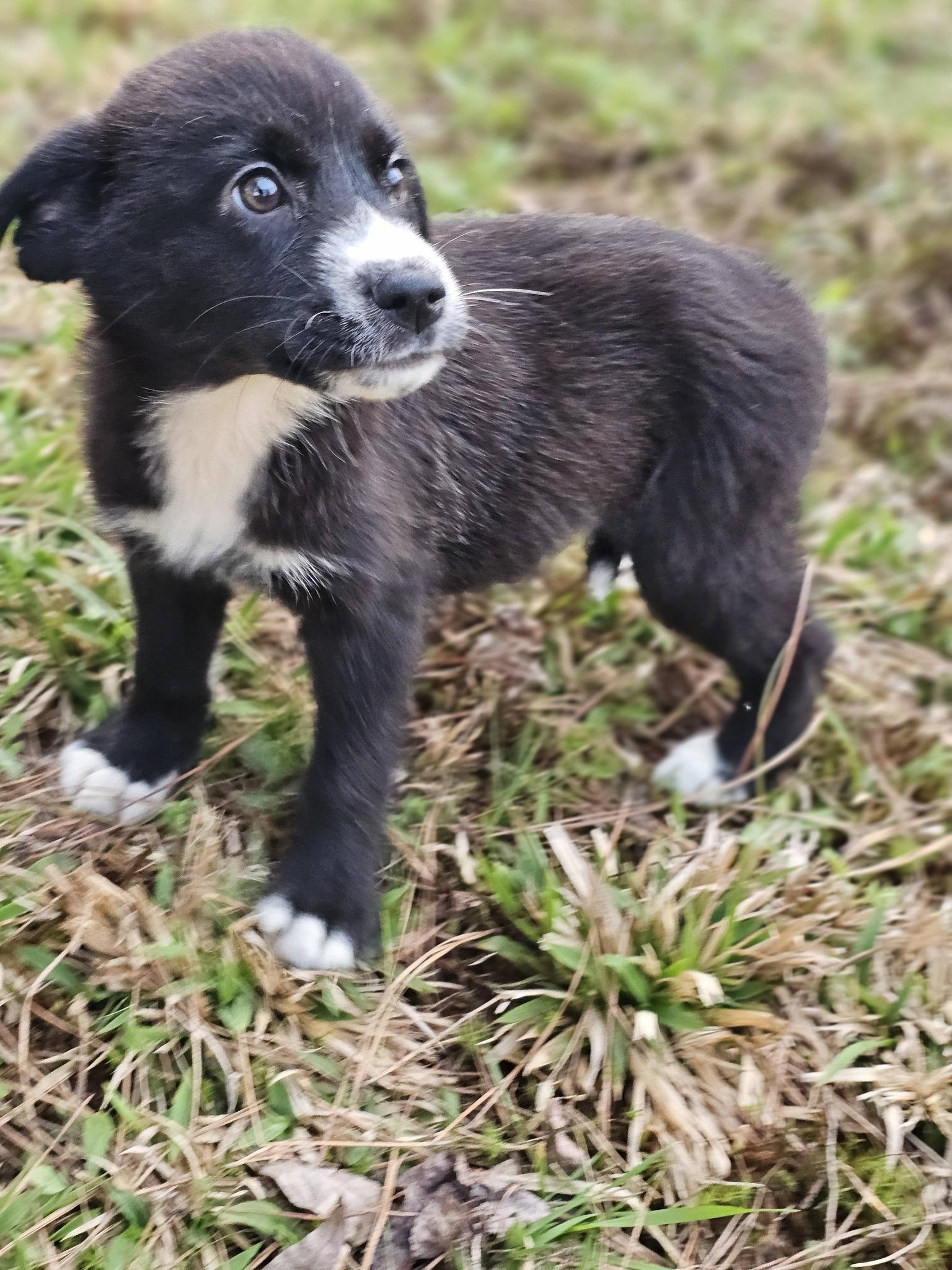 Enlarge Alani, a ADOPTABLE Black Labrador Retriever in Fort Payne, AL image 2/6