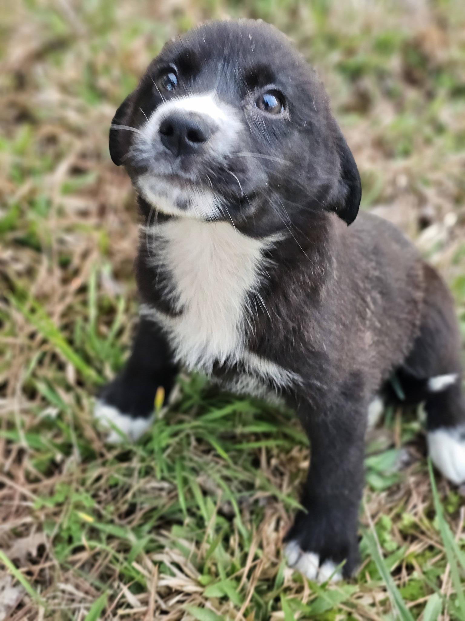 Enlarge Alani, a ADOPTABLE Black Labrador Retriever in Fort Payne, AL image 3/6