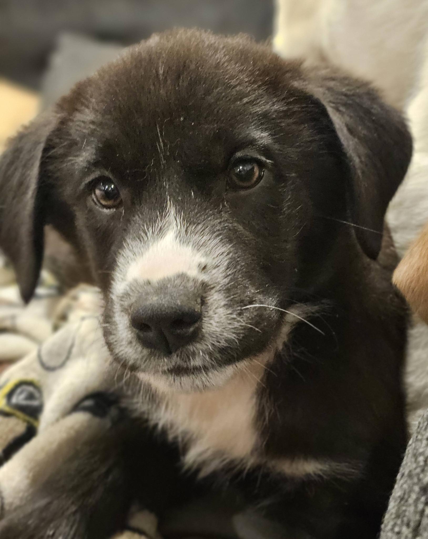 Enlarge Alani, a ADOPTABLE Black Labrador Retriever in Fort Payne, AL image 5/6