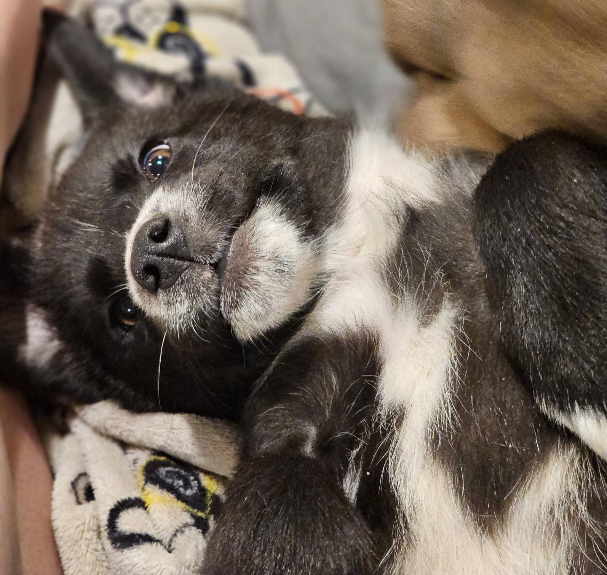 Enlarge Alani, a ADOPTABLE Black Labrador Retriever in Fort Payne, AL image 6/6