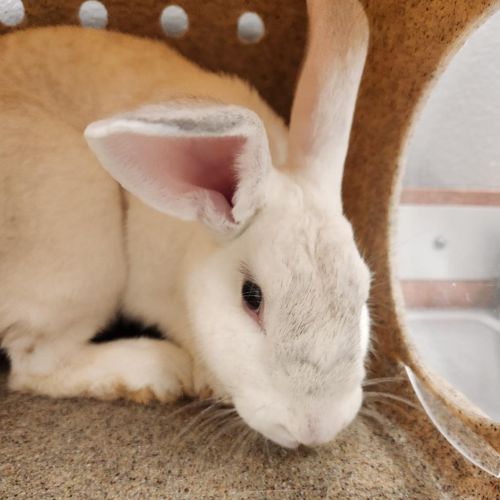Enlarge Poptart, a Adoptable Rex in Reno, NV image 1/2