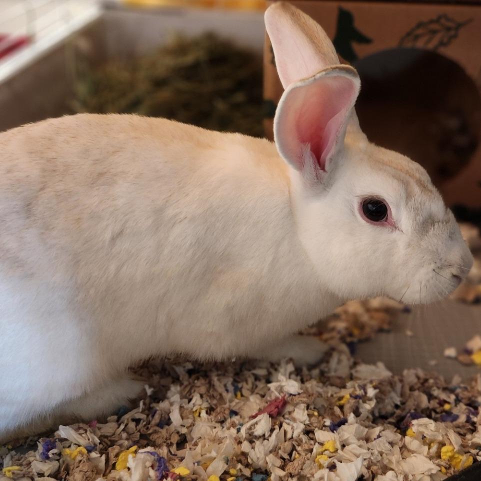 Enlarge Poptart, a Adoptable Rex in Reno, NV image 2/2