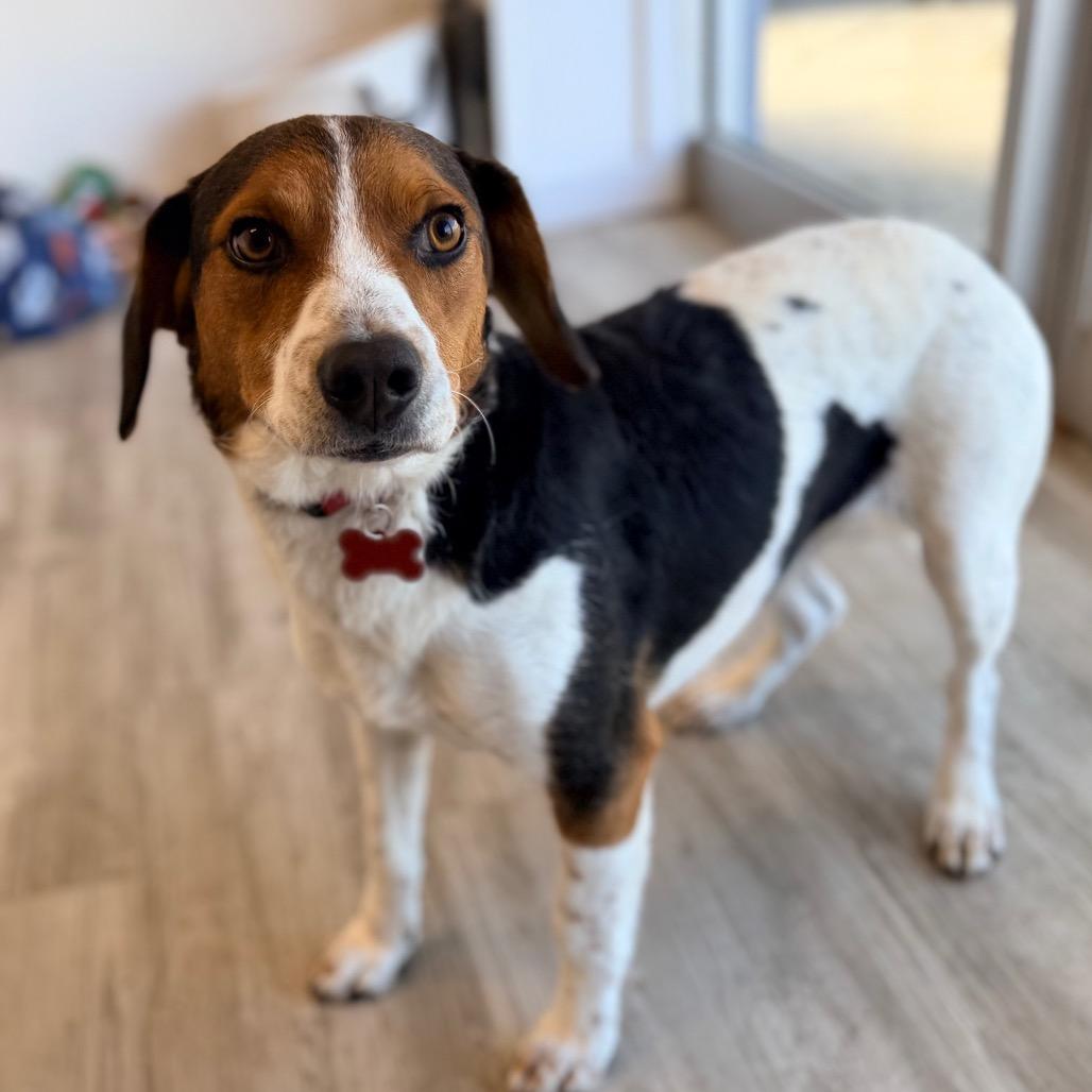 Fred, Adoptable, Adult Male Beagle.