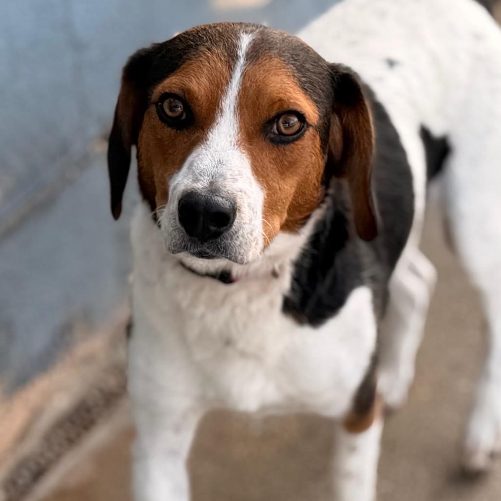 Enlarge Fred, a Adoptable Beagle in Green Bay, WI image 2/6