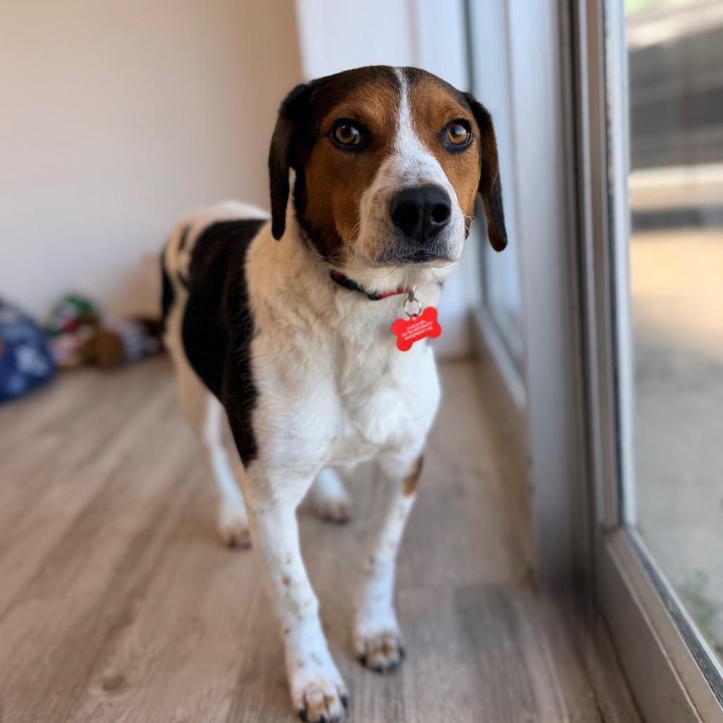 Enlarge Fred, a Adoptable Beagle in Green Bay, WI image 3/6