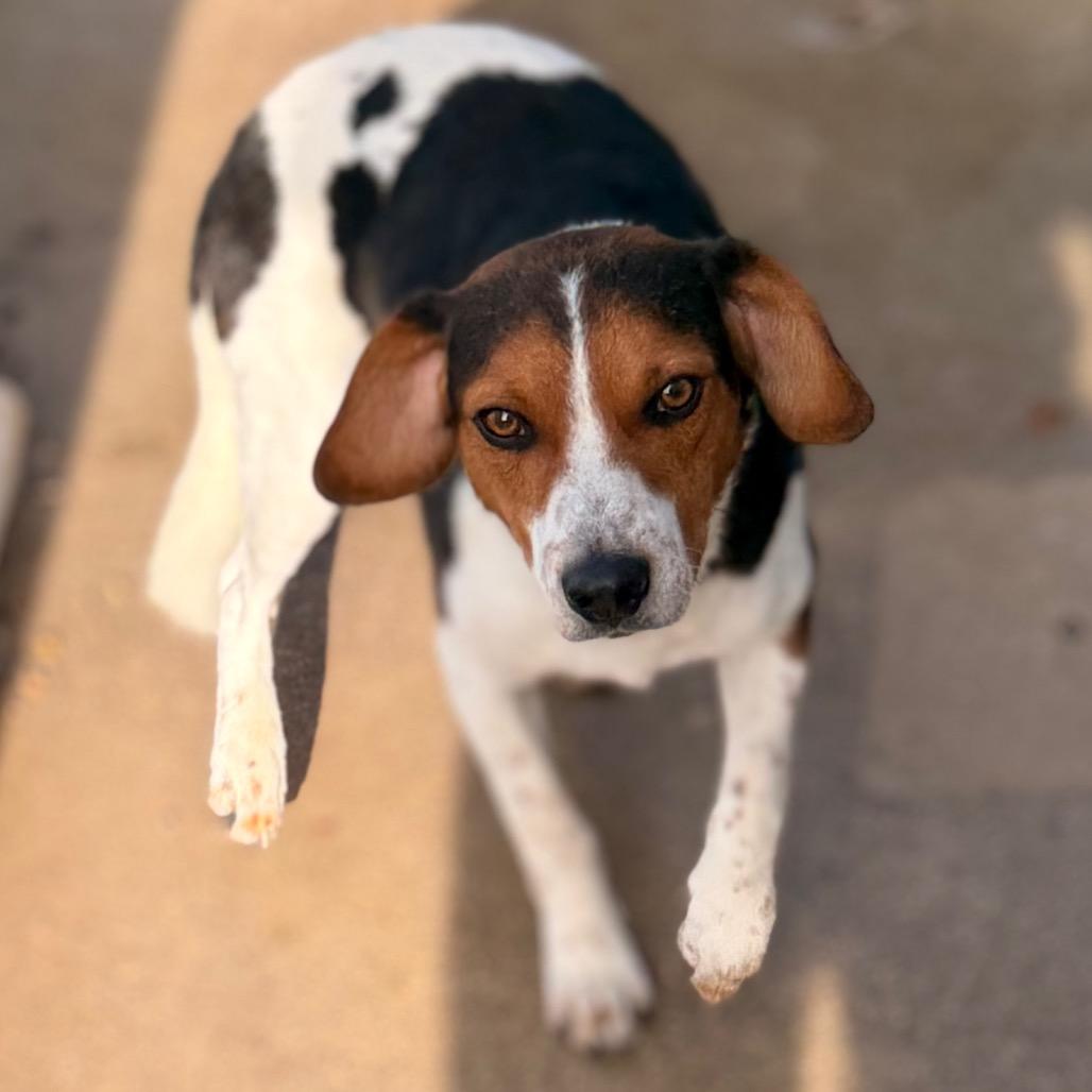 Enlarge Fred, a Adoptable Beagle in Green Bay, WI image 4/6