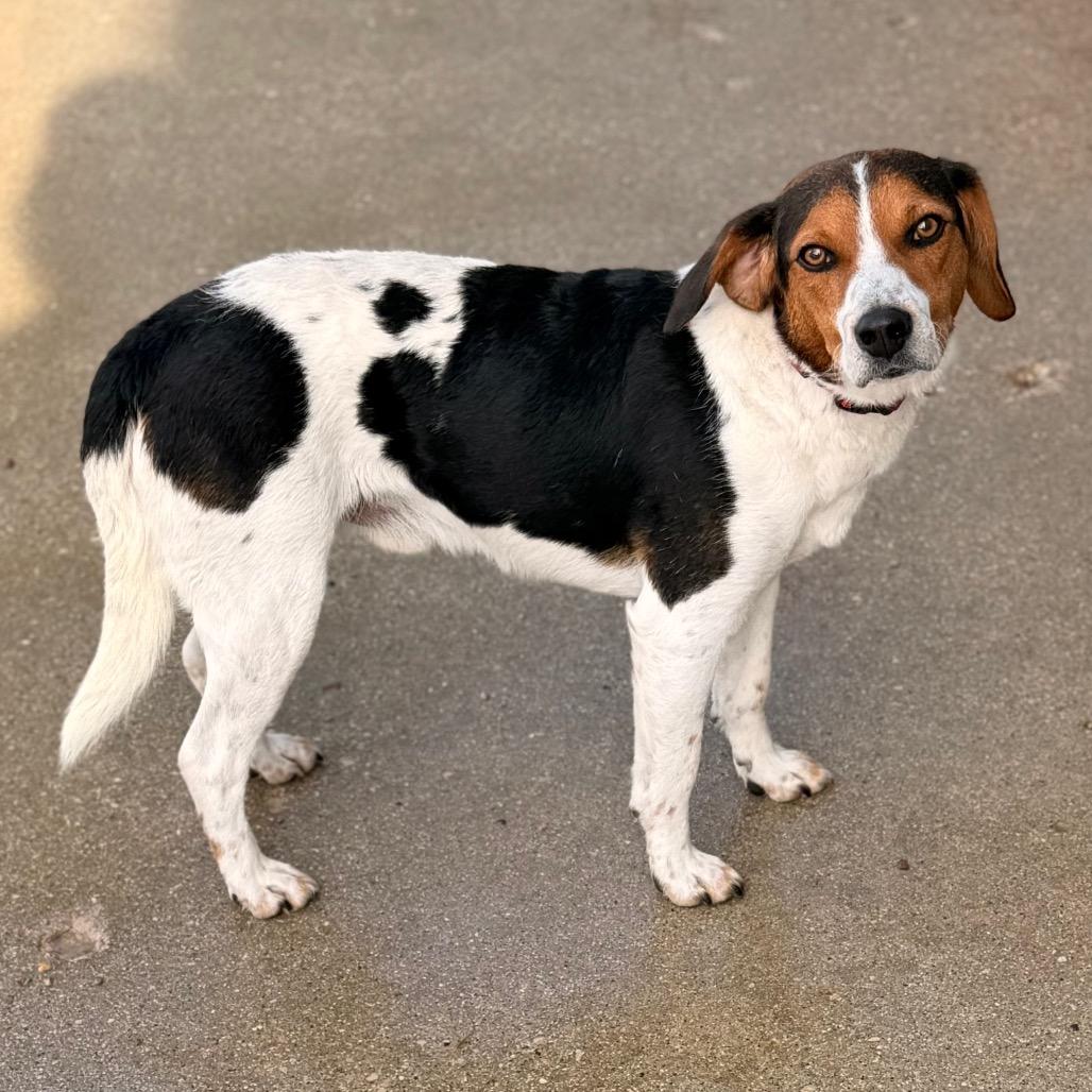 Enlarge Fred, a Adoptable Beagle in Green Bay, WI image 5/6