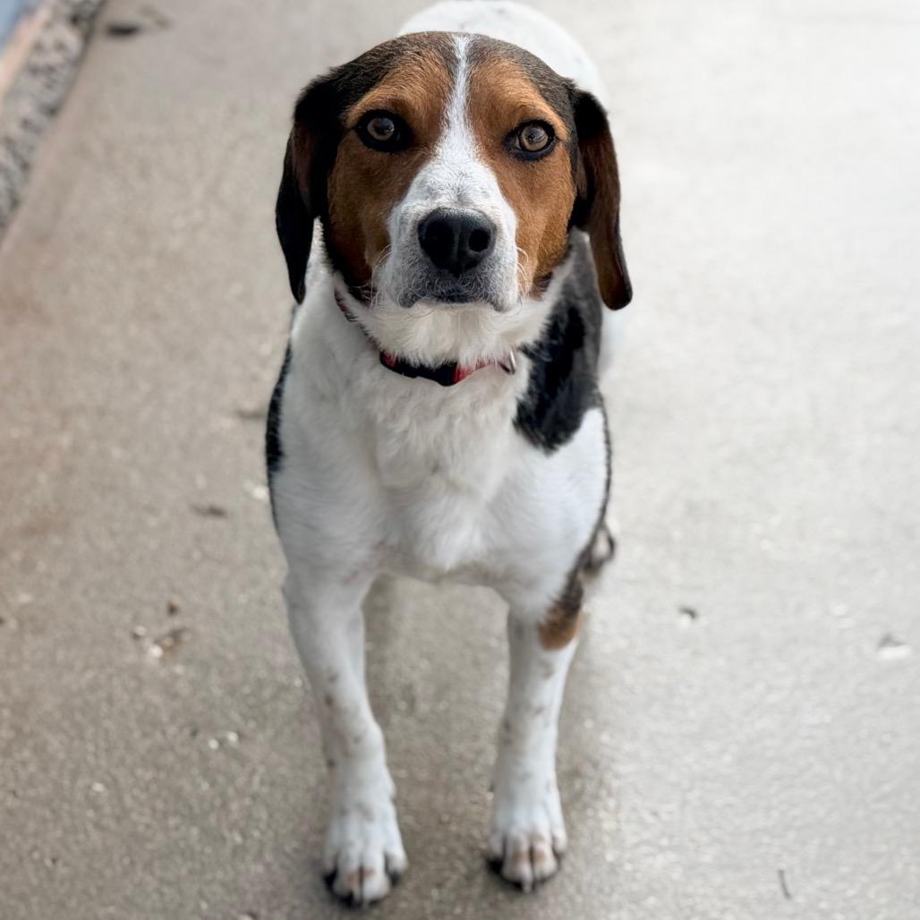 Enlarge Fred, a Adoptable Beagle in Green Bay, WI image 6/6