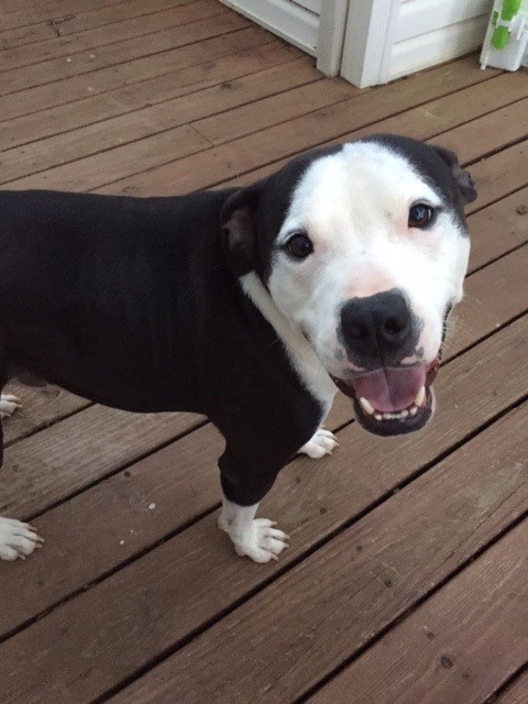 Satchel, Adult Male Terrier