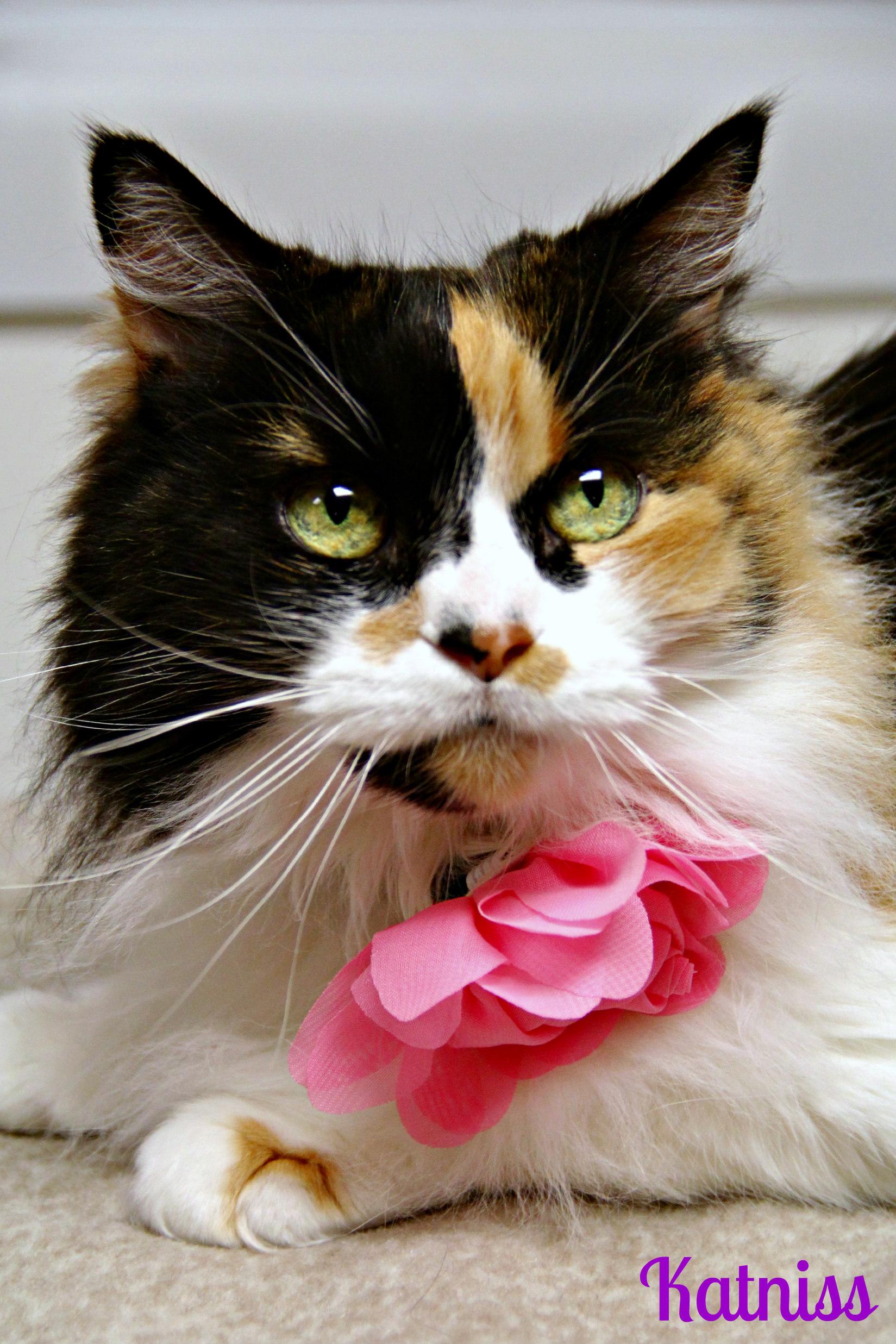 Katniss, ADOPTABLE, Senior Female Domestic Long Hair.