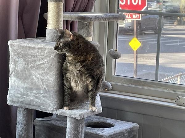 Sal, Adoptable, Adult Female Domestic Short Hair.