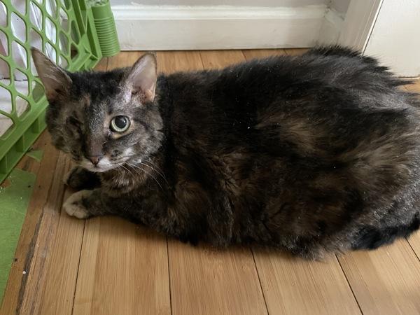 Sal, Adoptable, Adult Female Domestic Short Hair.