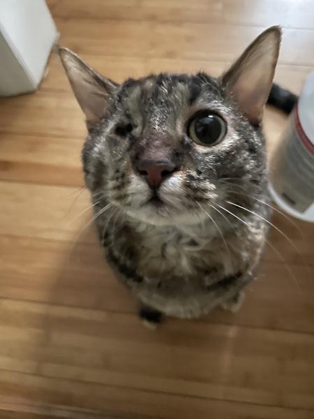 Enlarge Sal, a Adoptable mixed breed in New York, NY image 3/6