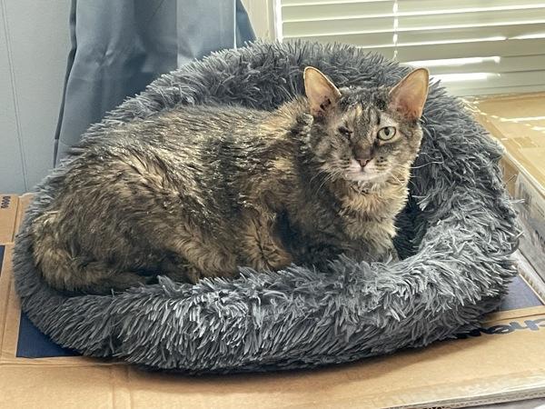 Enlarge Sal, a Adoptable mixed breed in New York, NY image 4/6