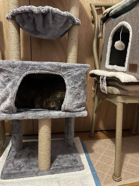 Enlarge Sal, a Adoptable mixed breed in New York, NY image 5/6