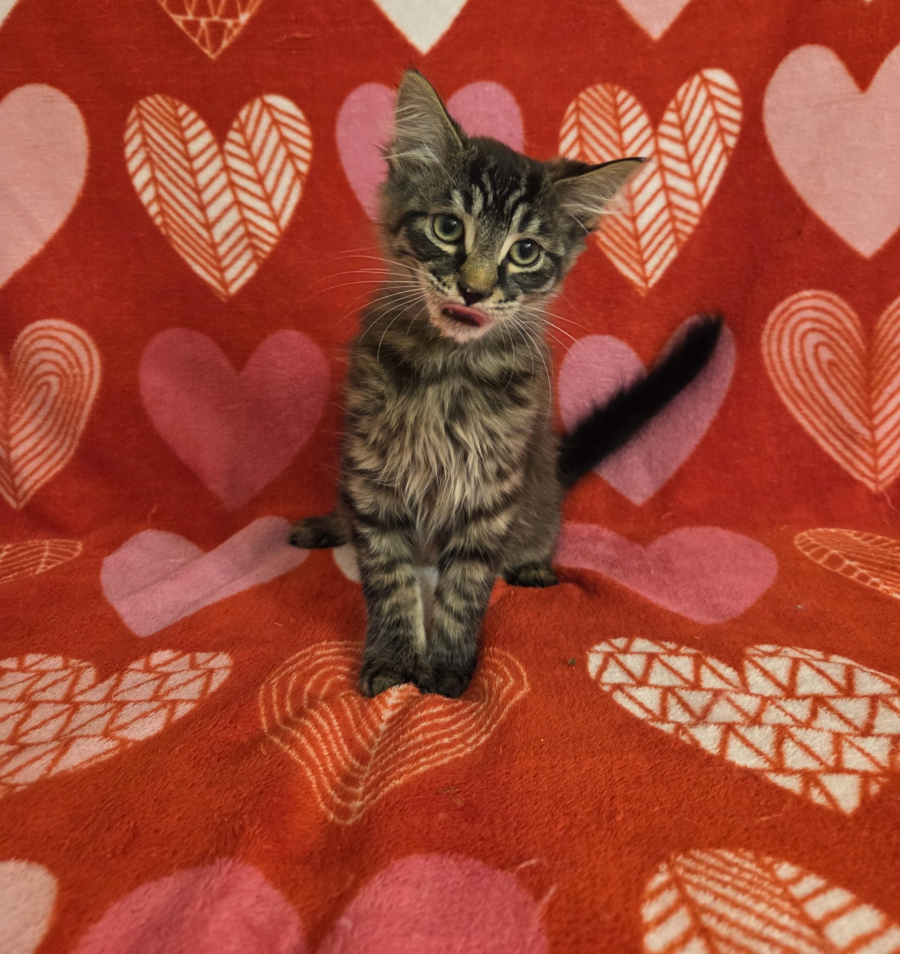 Enlarge Harpy, an adopted Domestic Medium Hair in Chilliwack, BC image 2/2