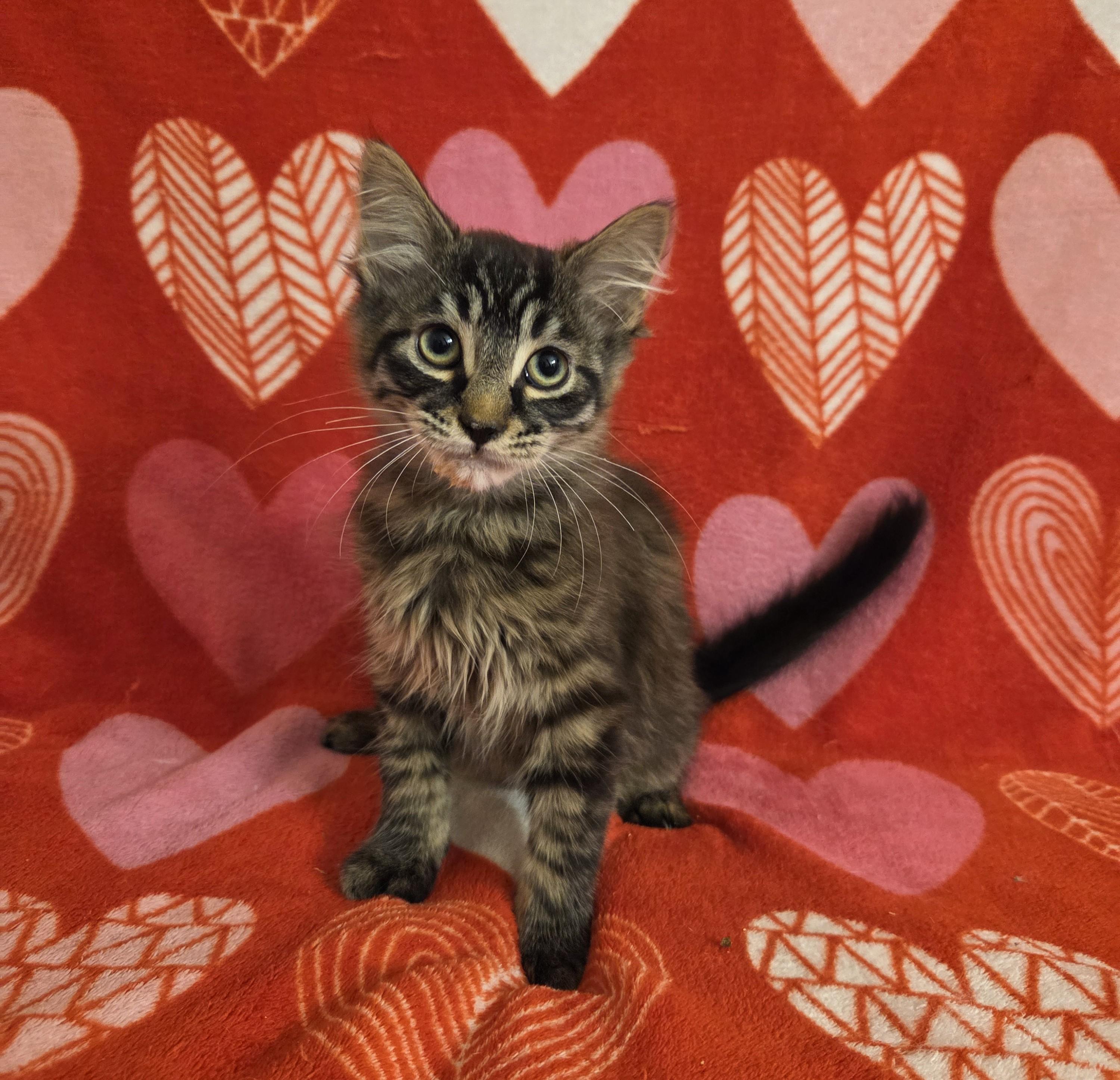 Enlarge Harpy, an adopted Domestic Medium Hair in Chilliwack, BC image 1/2