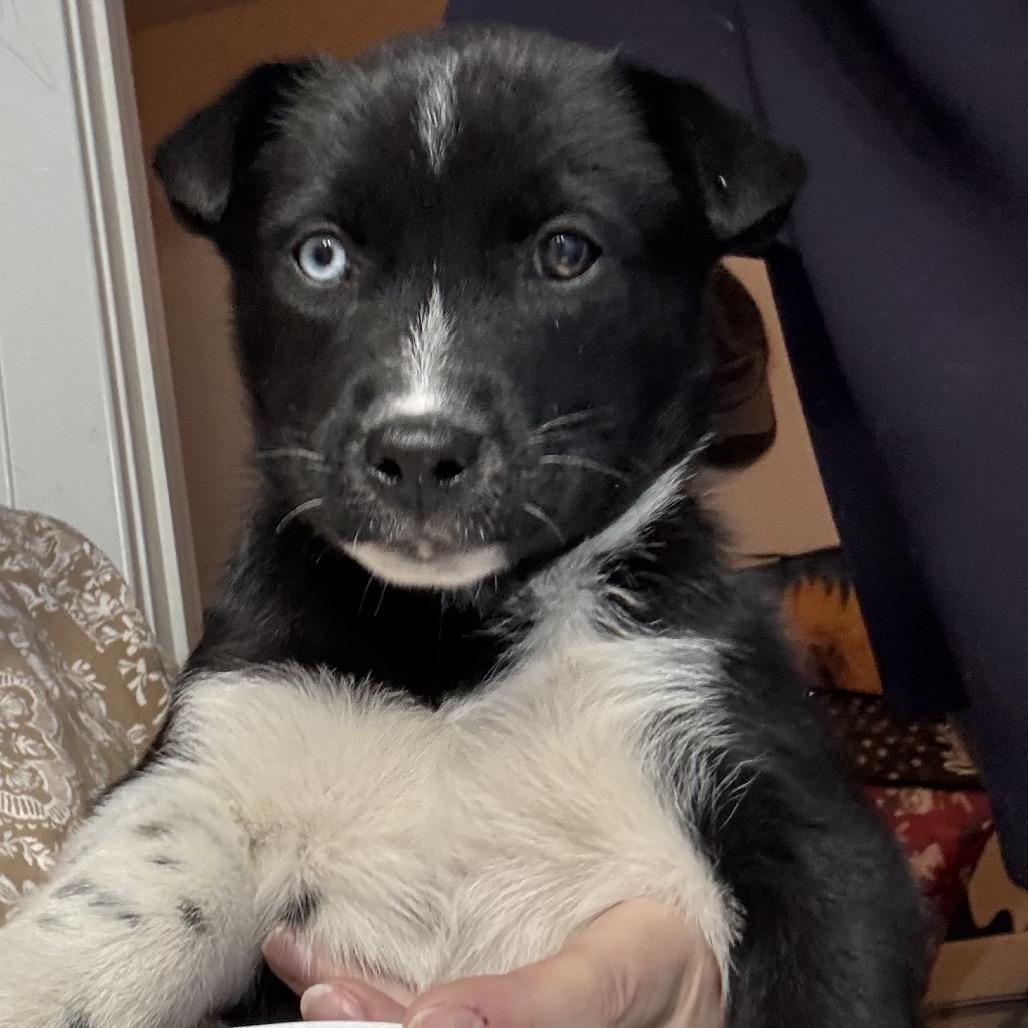 Velma, Adoptable, Puppy Female Husky.