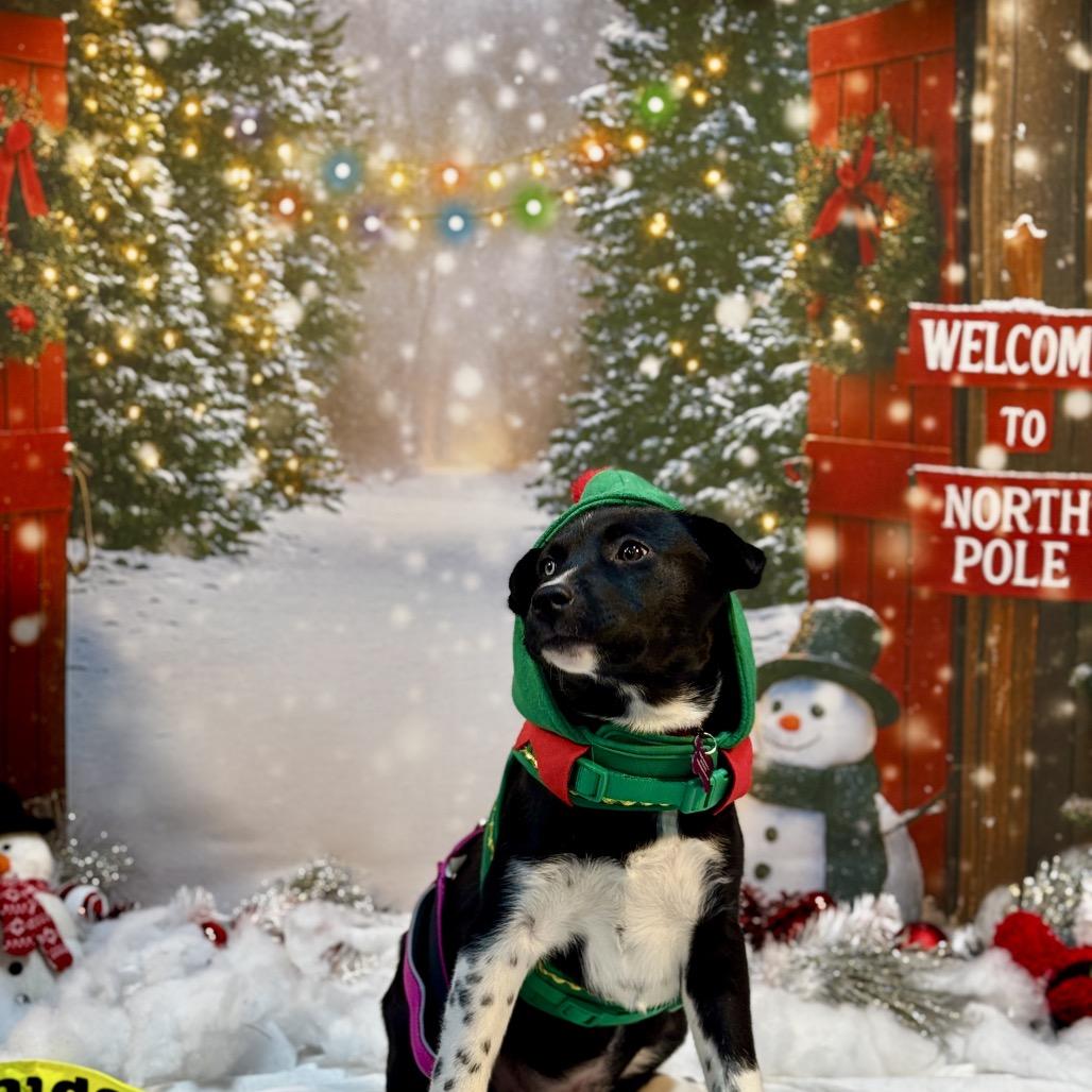 Enlarge Velma, a Adoptable Husky in Ferndale, MI image 2/6