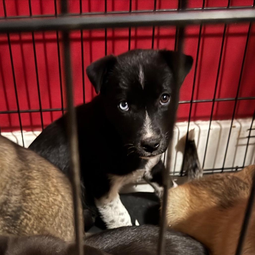 Enlarge Velma, a Adoptable Husky in Ferndale, MI image 3/6