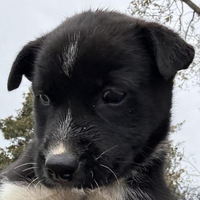 Enlarge Velma, a Adoptable Husky in Ferndale, MI image 4/6