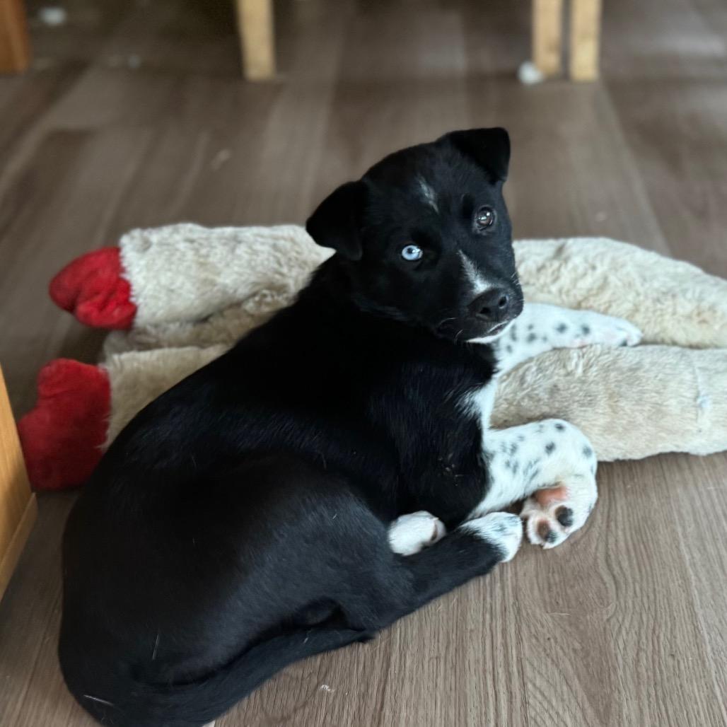 Enlarge Velma, a Adoptable Husky in Ferndale, MI image 5/6