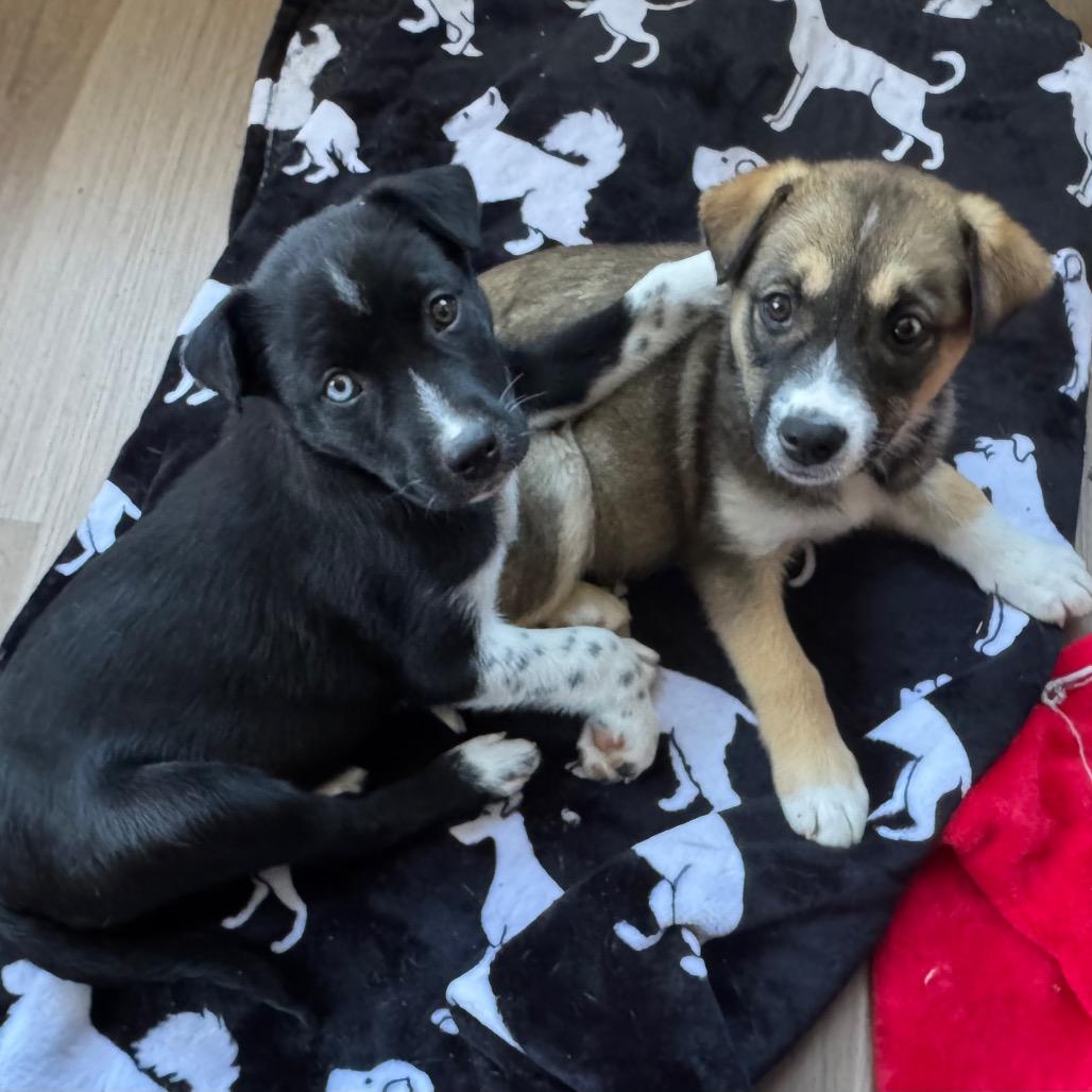 Enlarge Velma, a Adoptable Husky in Ferndale, MI image 6/6