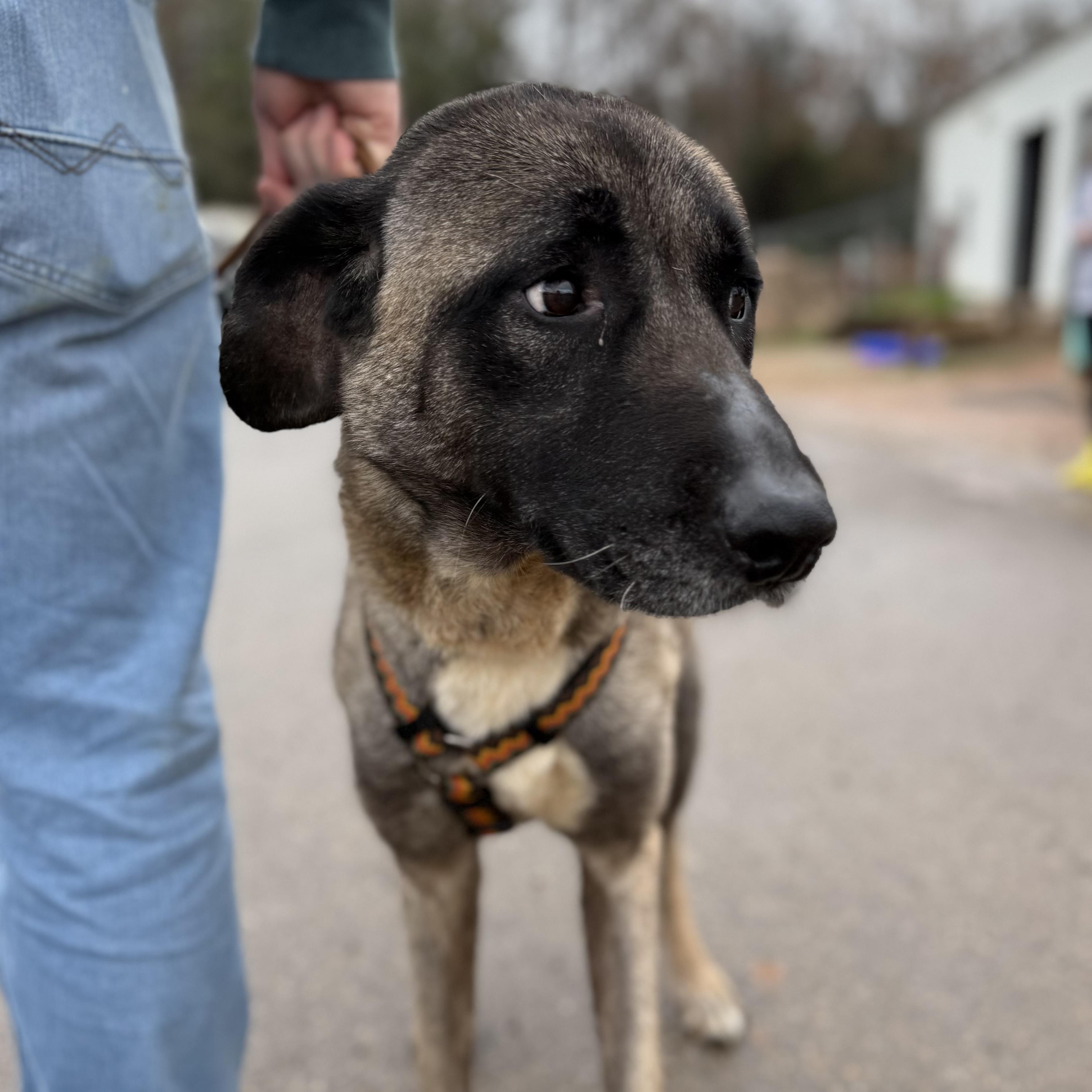 Evergreen — thumbnail 4