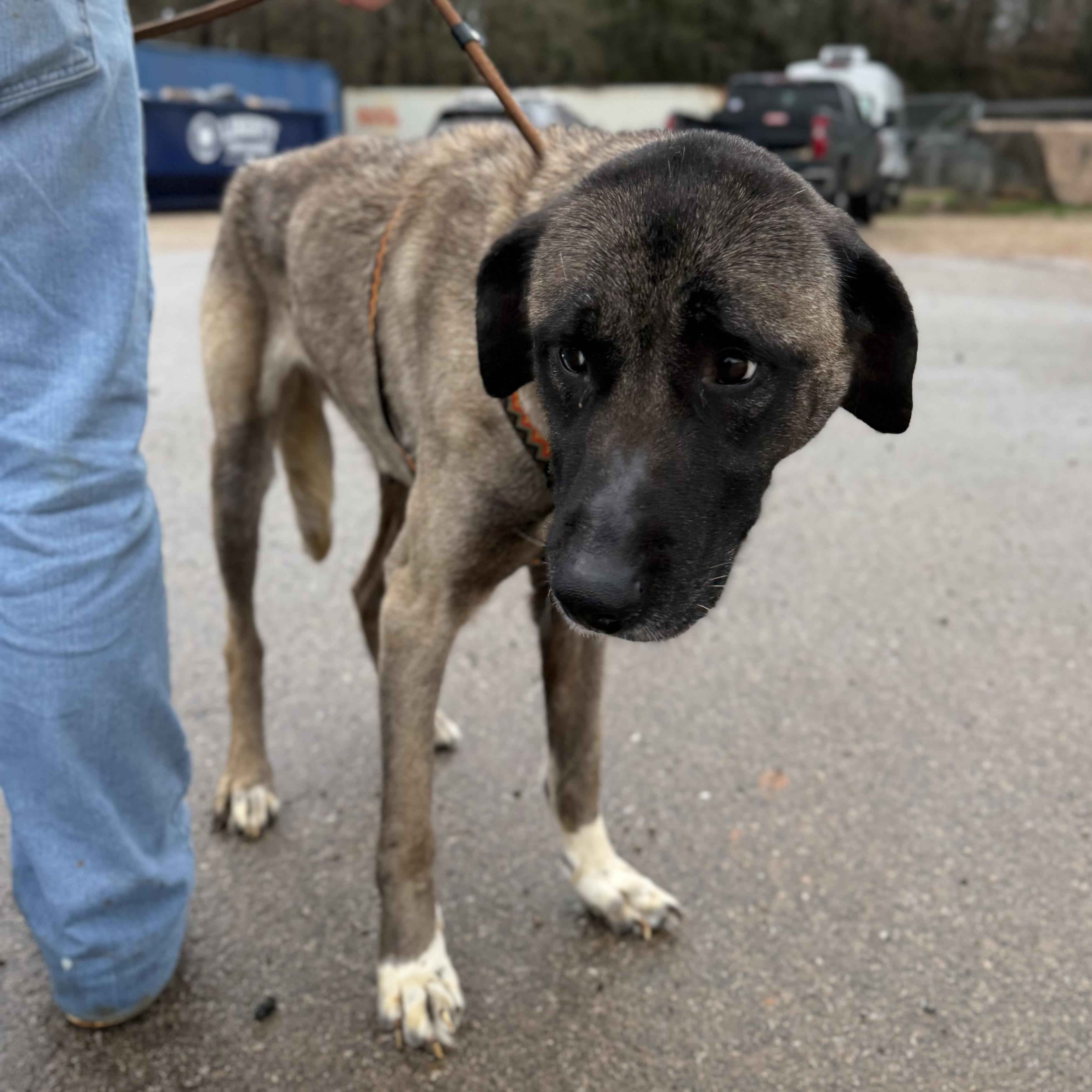 Evergreen — thumbnail 5