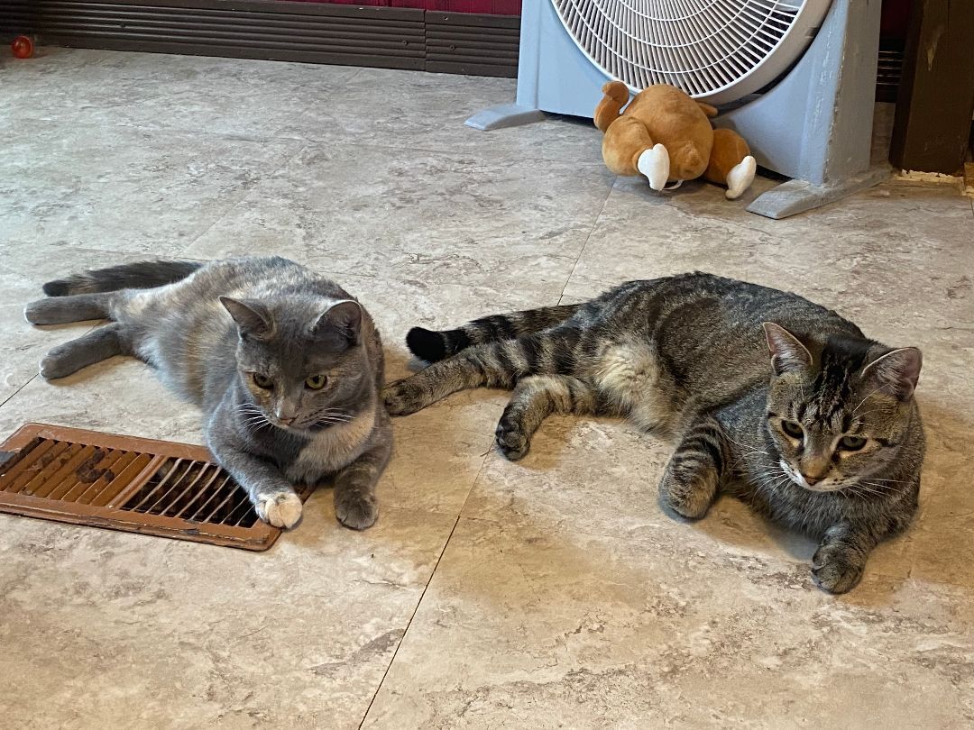 Tiggy and Boomer, a Adoptable Domestic Short Hair image 1/2