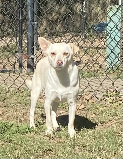 Jerome, a Adoptable Terrier in Little Rock, AR image 1/3