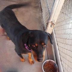 Enlarge Rella, a Adoptable mixed breed in Green Valley, AZ image 2/6