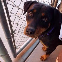 Enlarge Rella, a Adoptable mixed breed in Green Valley, AZ image 3/6