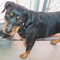 Enlarge Rella, a Adoptable mixed breed in Green Valley, AZ image 1/6