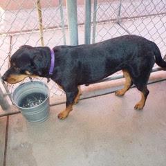 Enlarge Rella, a Adoptable mixed breed in Green Valley, AZ image 4/6