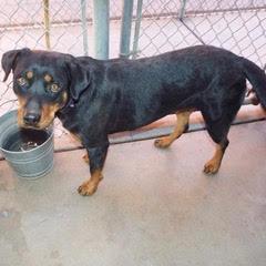 Enlarge Rella, a Adoptable mixed breed in Green Valley, AZ image 5/6