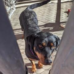 Enlarge Rella, a Adoptable mixed breed in Green Valley, AZ image 6/6