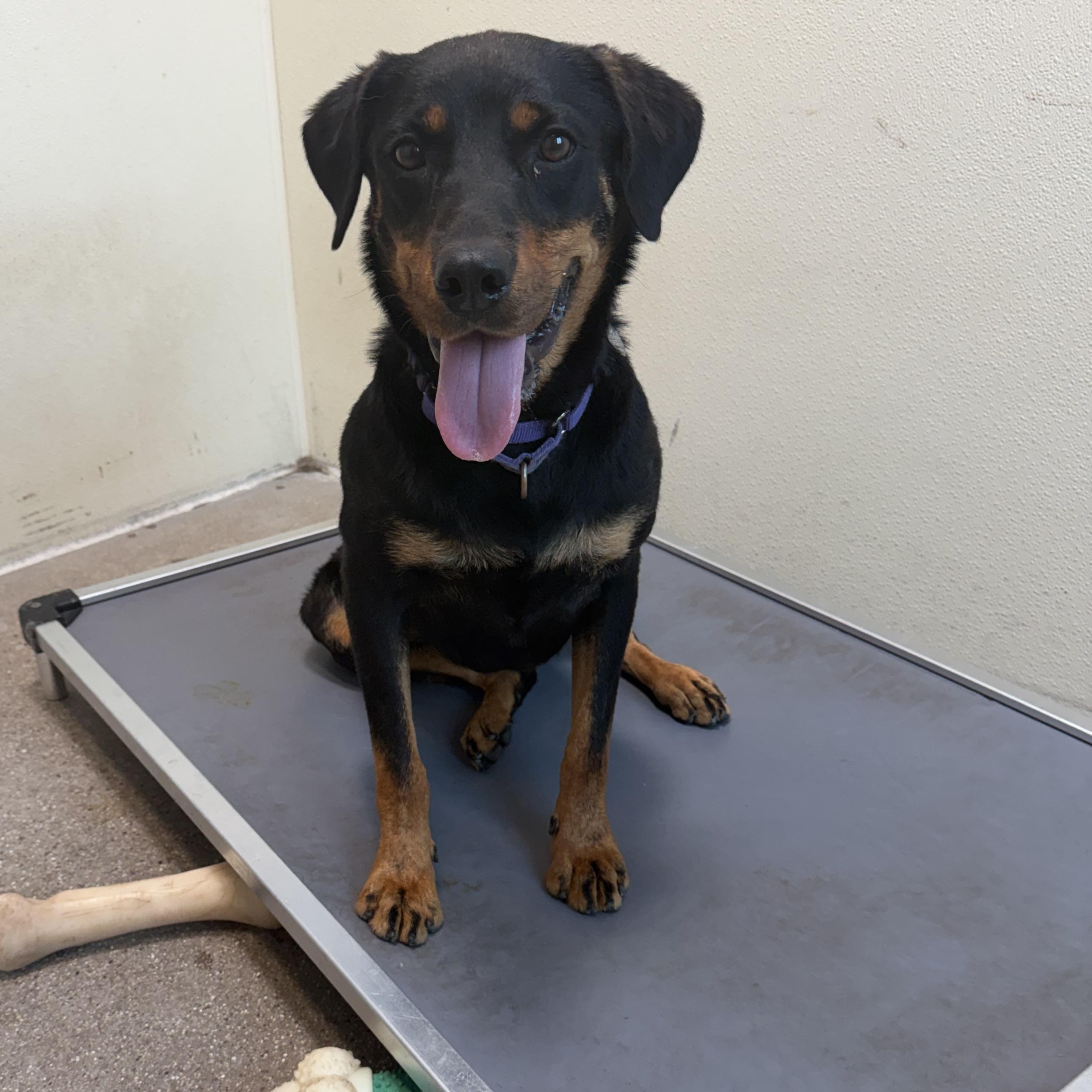 Rella, Adoptable, Young Female Rottweiler.