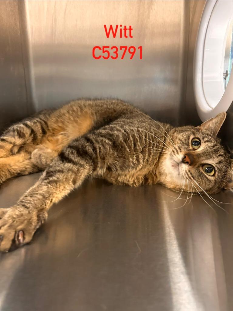 Enlarge Witt, a Adoptable mixed breed in Clarksville, TN image 1/1