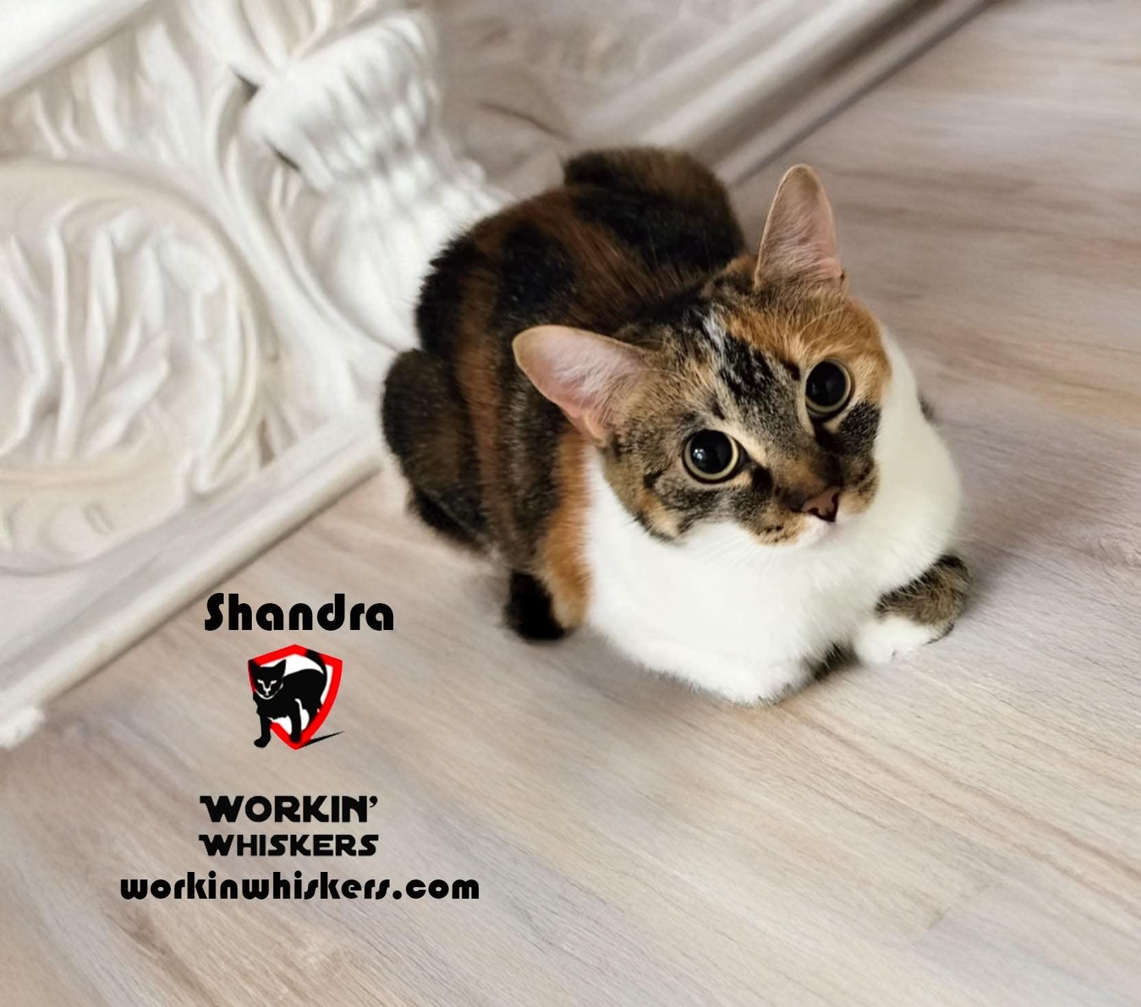 SHANDRA