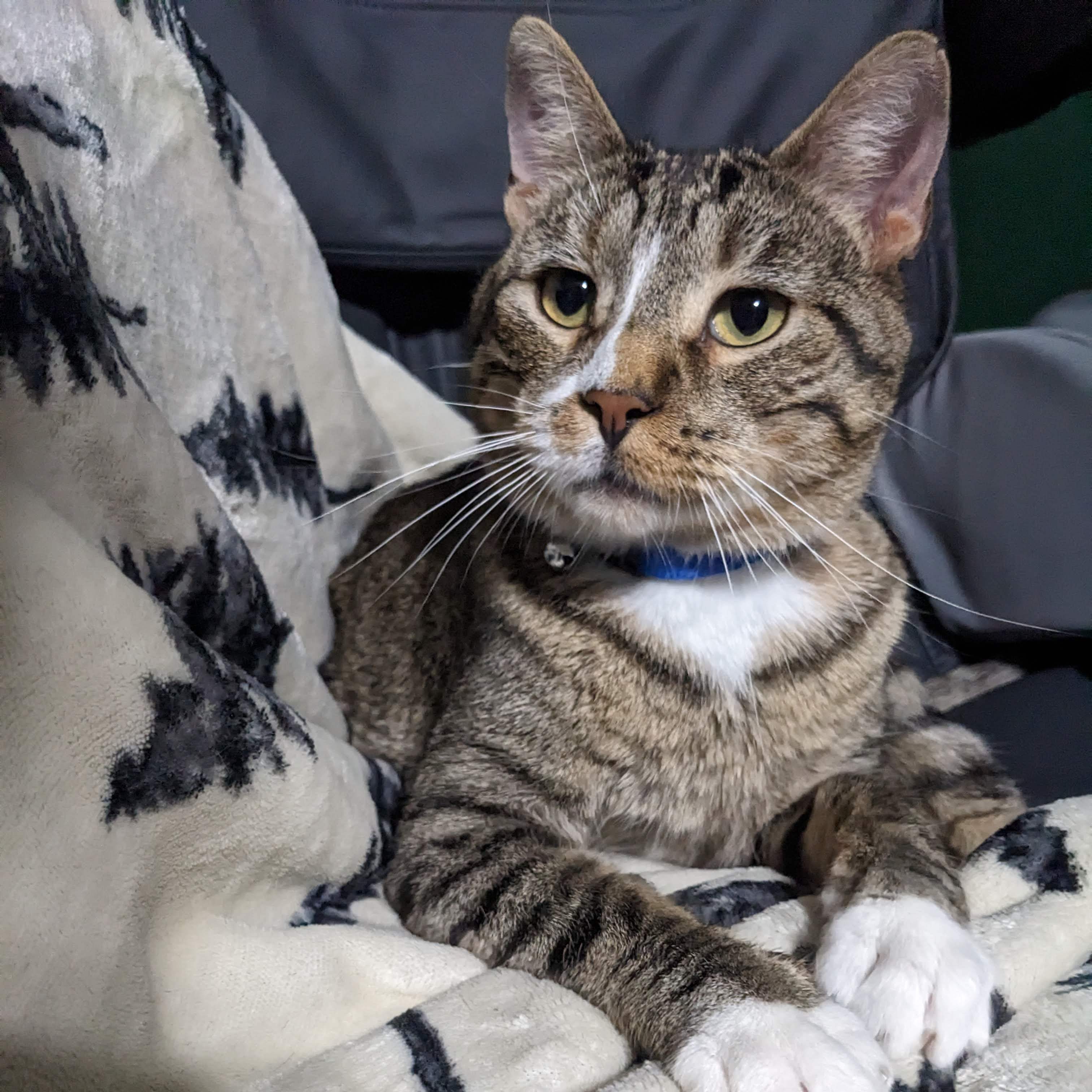 Luke, Adopted, Adult Male Domestic Short Hair.