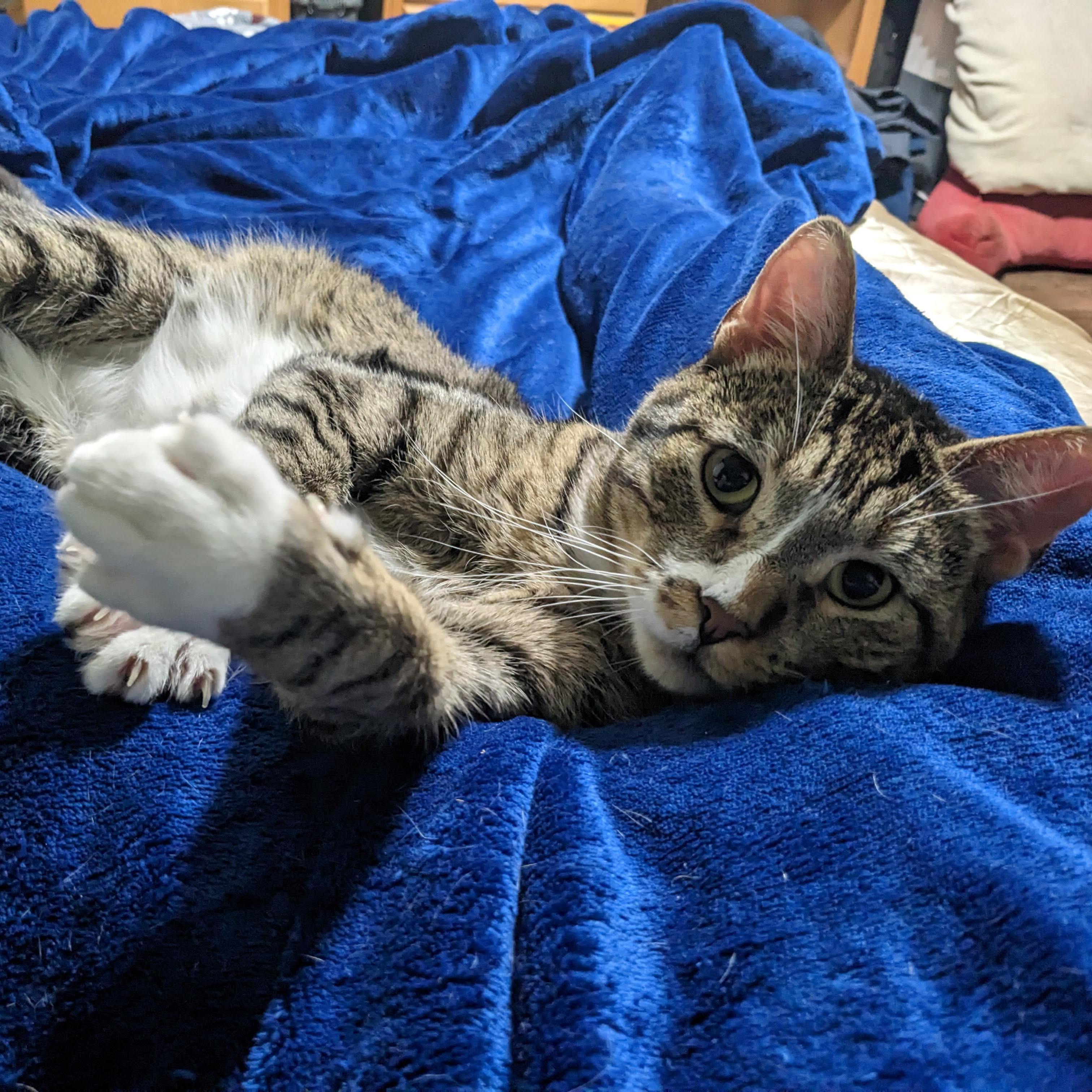 Luke, a Adopted Domestic Short Hair in Bastrop, TX image 2/12