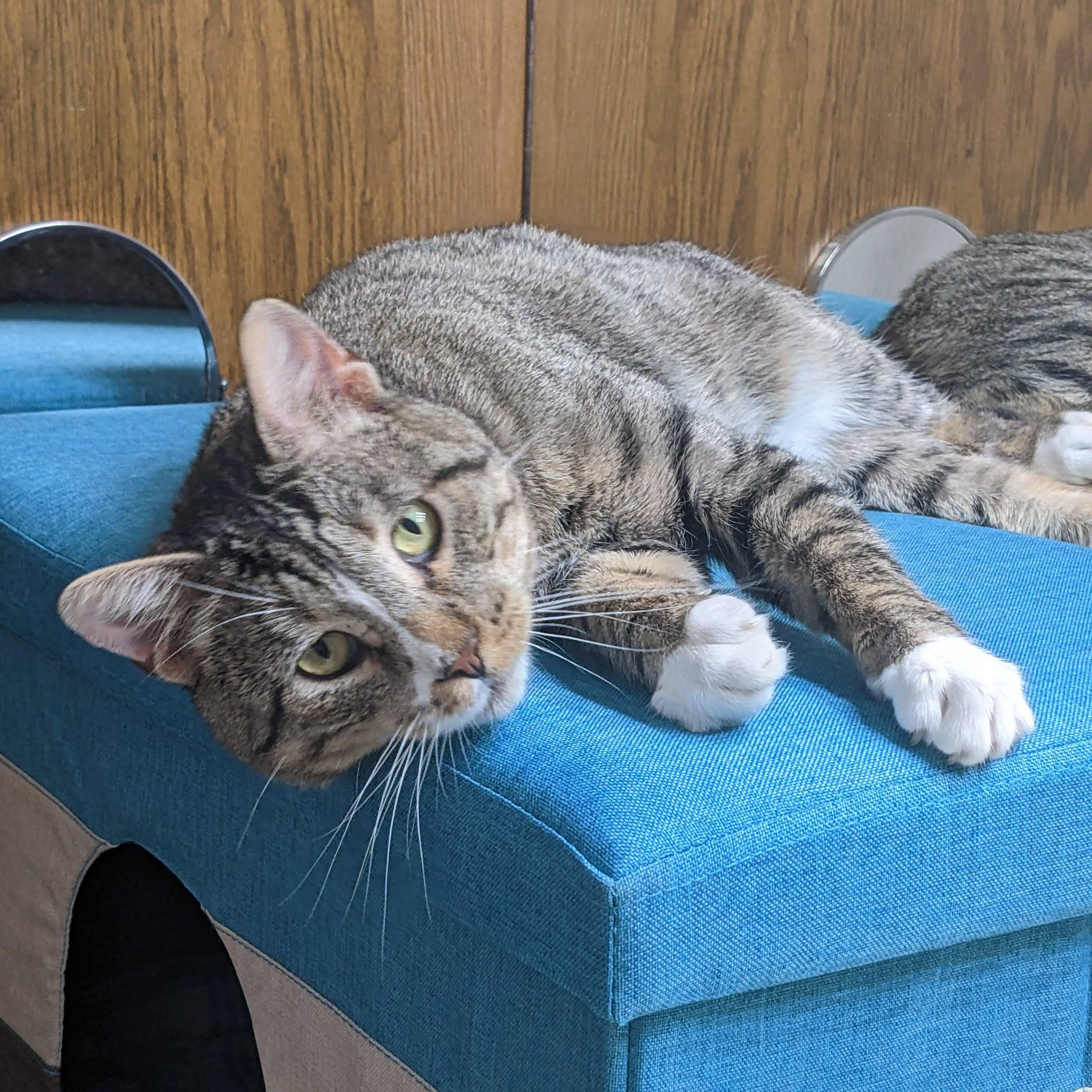 Luke, a Adopted Domestic Short Hair in Bastrop, TX image 3/12
