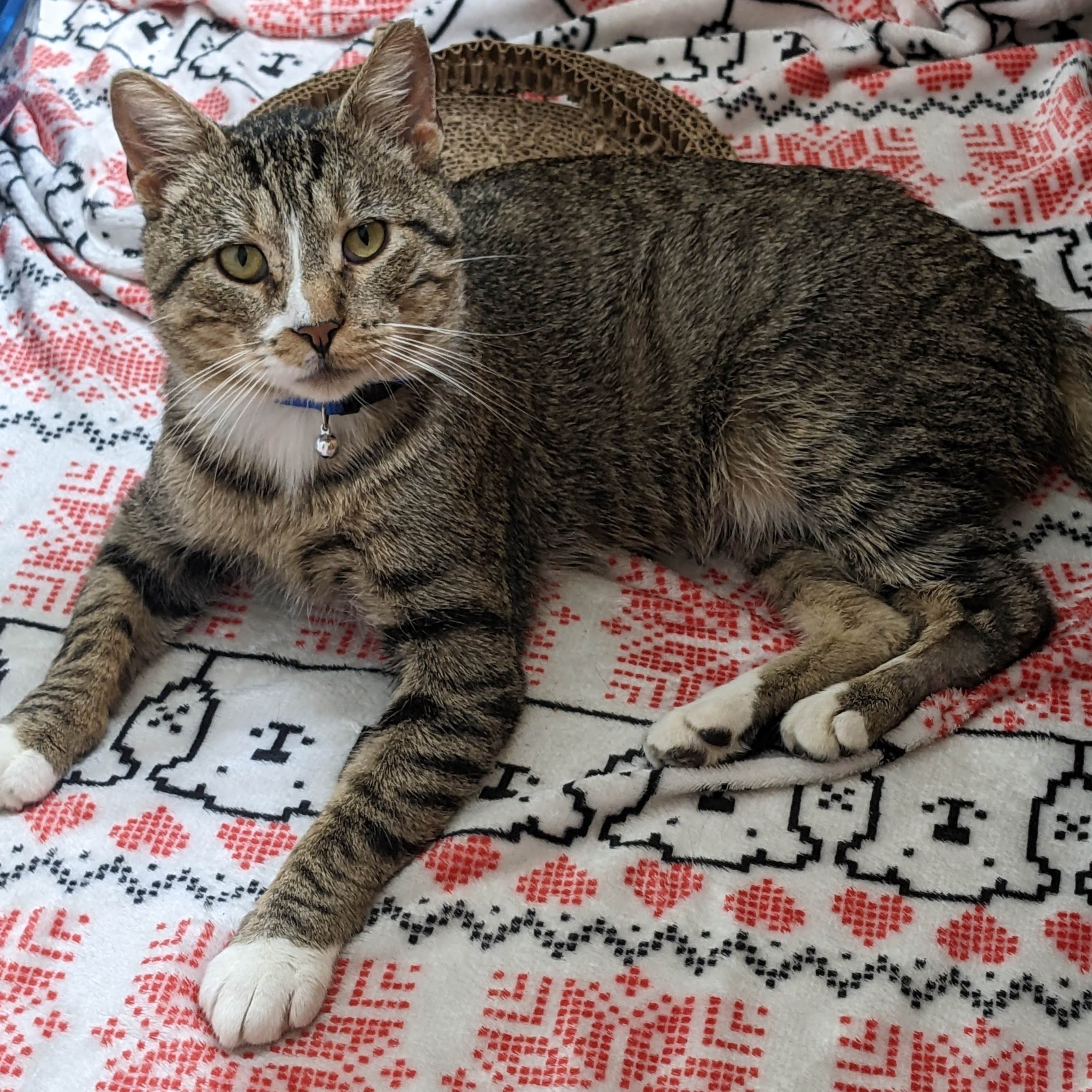 Luke, Adopted, Adult Male Domestic Short Hair.