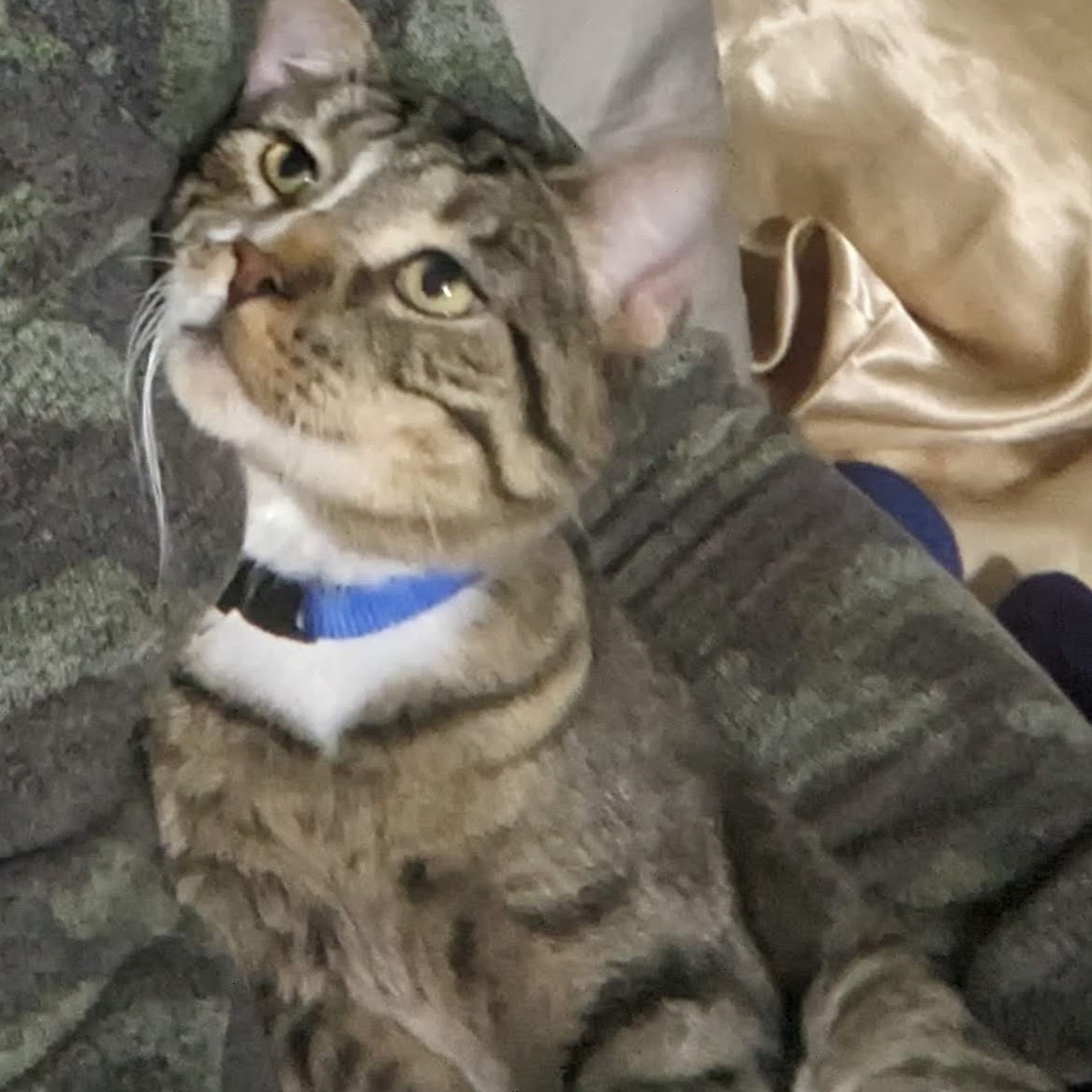 Luke, a Adopted Domestic Short Hair in Bastrop, TX image 5/12