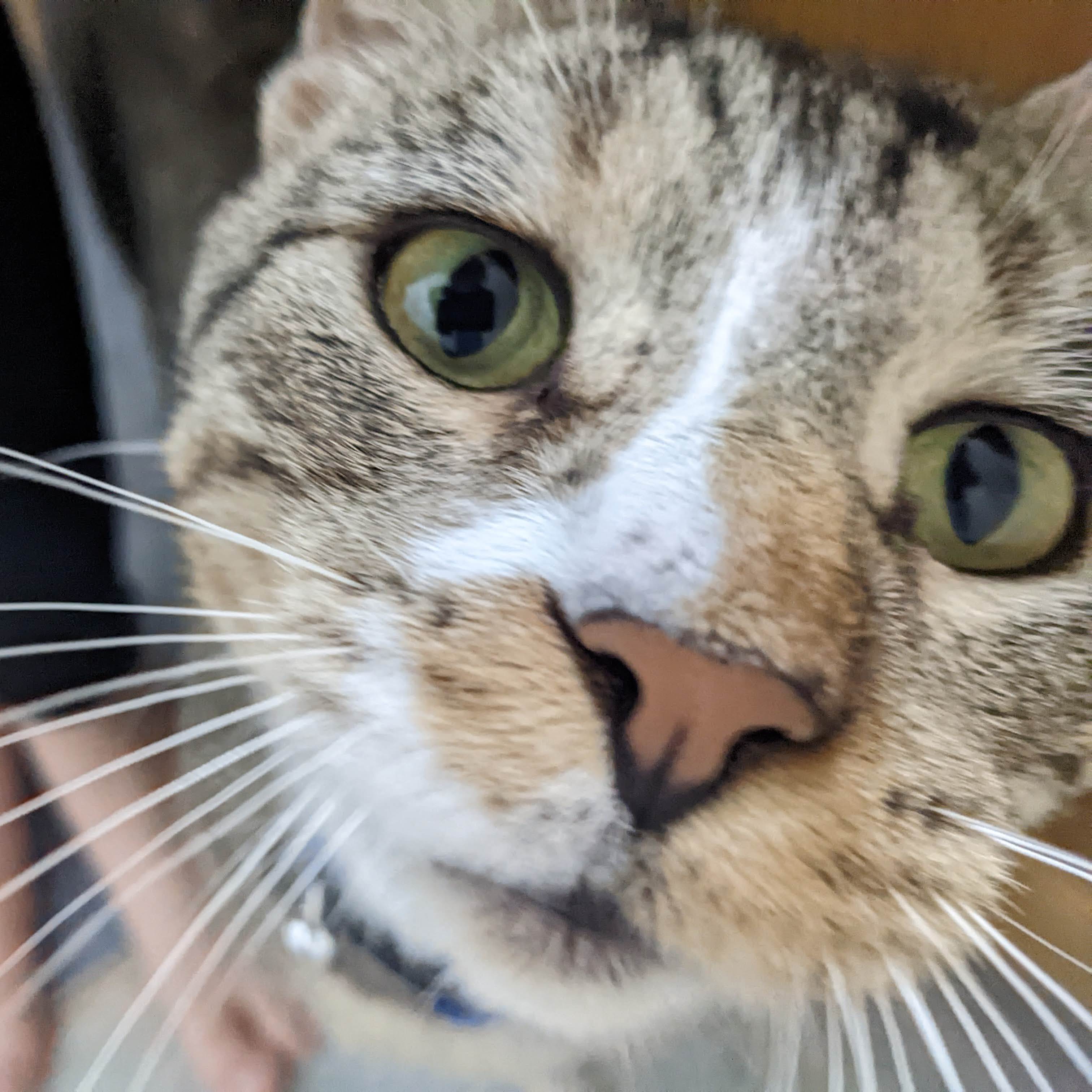 Luke, a Adopted Domestic Short Hair in Bastrop, TX image 6/12
